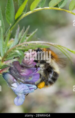 Ape di carder, ape comune di carder (Bombus pascuorum, Bombus agrorum, Megabombus pascuorum), femmina con polline a Bush vetch, Germania Foto Stock