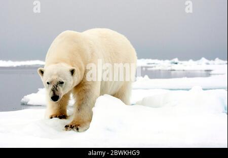 Orso polare (Ursus maritimus), in piedi sul ghiaccio floe, Norvegia Isole Svalbard Foto Stock
