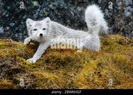 Volpe artica, volpe polare (Alopex lagopus, Vulpes lagopus), gambe allunganti, Norvegia, Svalbard Foto Stock