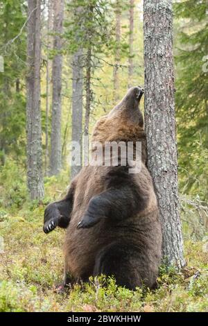 Orso bruno europeo (Ursus arctos arctos), graffiando la sua pelosa schiena contro un pino , Finlandia Foto Stock