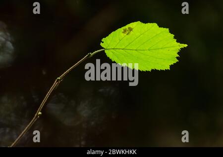 Corylus, nocciola, nocciola foglia su un ramoscello, Germania Foto Stock