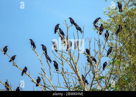 Corvo di Carrion (Corvus corone, Corvus corone corone), truppa che percorre su un albero, Germania, Baden-Wuerttemberg Foto Stock