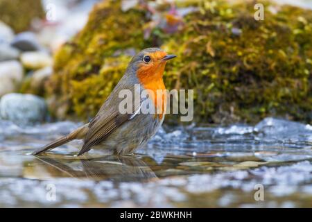 Rapina europea (Erithacus ruvecula), che perching in acque poco profonde, Germania Foto Stock