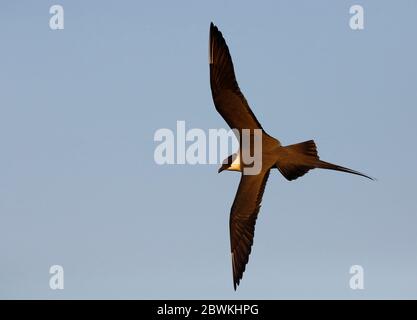 skua a coda lunga (Stercorarius longicaudus), in volo, Russia, delta dell'Indigirka Foto Stock