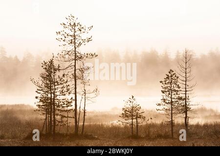 Pini intorno ad un lago tranquillo in nebbia nella taiga, Finlandia Foto Stock