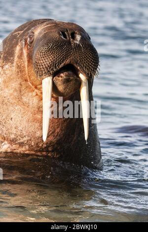 walrus (Odobenus rosmarus), ritratto in acqua, vista laterale, Norvegia, Svalbard, Spitsbergen Foto Stock