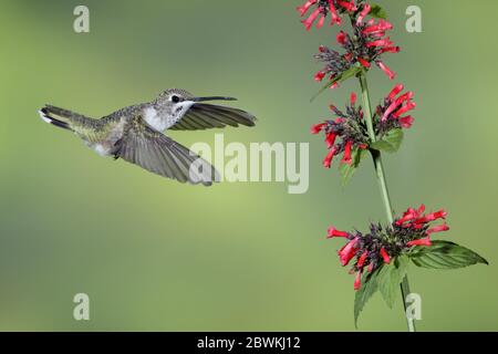 Colibrì nero-chined (Archilochus alexandri), maschio immaturo che vola di fronte a fiori rossi, USA, Texas, Brewster County Foto Stock