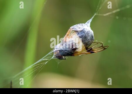 Argiope nero-giallo, ragno giardino nero-giallo (Argiope bruennichi), preda avvolta, Germania, Baden-Wuerttemberg Foto Stock