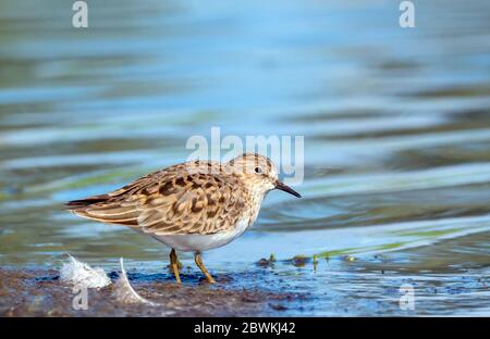 La stint di Temminck (Calidris temminckii), che si trova sul lato dell'acqua, Paesi Bassi, Paesi Bassi del Nord, Katwoude Foto Stock