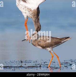 Rossstank comune (Tringa totanus), due uccelli che fllighting, Paesi Bassi, Paesi Bassi del Nord, Balgzand, Den Helder Foto Stock