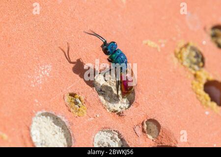 Vespa d'oro, coda di rubino, vespa con coda di rubino (Chrysis ignita agg., Chrysis cfr terminata), in un mattone d'ape, Germania Foto Stock
