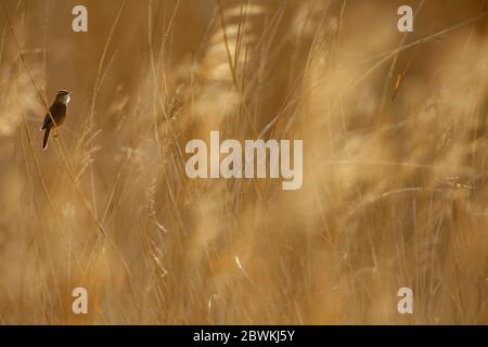 Sedge Warbler (Acrocephalus schoenobaenus), che canta maschio al mattino, arroccato in cima a un letto di canna, Paesi Bassi, Sud Olanda, Rottemeren, Oud Verlaat Foto Stock