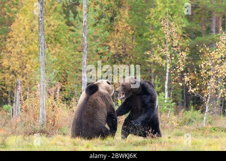 Orso bruno europeo (Ursus arctos arctos), due orsi che combattono nella foresta di taiga, Finlandia Foto Stock