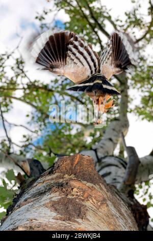 Hoopoe (Upupa epps), guardando fino a un hoopoe eurasiatico al Nest 1, Italia Foto Stock