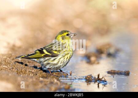 Abete rosso (Spinus spinus, Carduelis spinus), femmina e riva, Italia Foto Stock