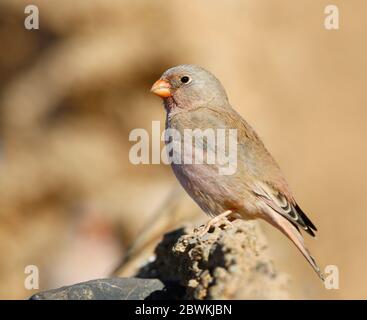 Trombetter finch (Rhodopechys githaginea, Bucanetes githagineus), che si trova su un vecchio edificio, vista laterale, Marocco, Merzouga Foto Stock