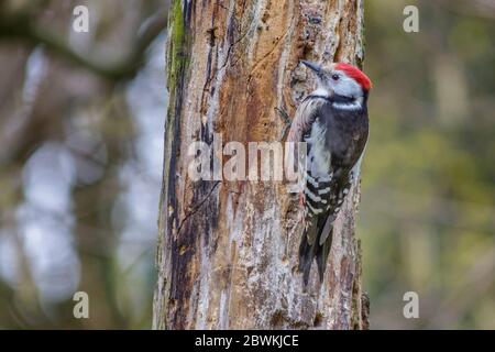 Picchio medio macchiato (Picoides medius, Dendrocopos medius, Leiopicus medius, Dendrocoptes medius), su tronco di albero morto, Germania Foto Stock