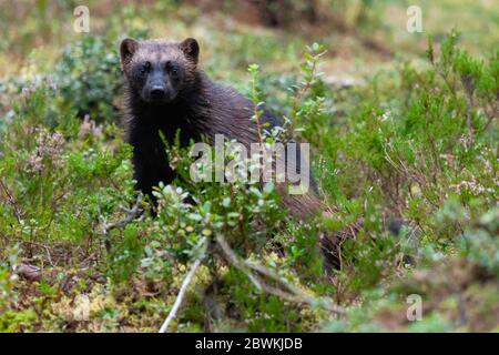 wolverine (Gulo gulo), in piedi in cespugli nella foresta di taiga, Finlandia Foto Stock