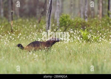 wolverine (Gulo gulo), tra graminacee di cotone, Finlandia, Carelia Foto Stock