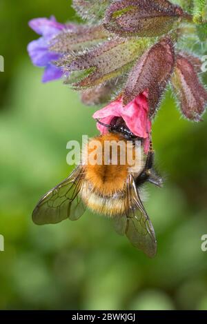Ape di carder, ape comune di carder (Bombus pascuorum, Bombus agrorum, Megabombus pascuorum), regina, presenza in fiore a lungwort, Germania Foto Stock