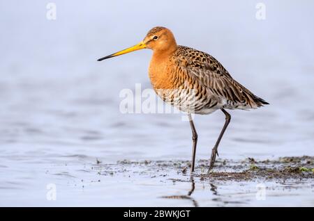 godwit dalla coda nera (Limosa limosa), che si trova sulla riva di un prato bagnato, Paesi Bassi, Paesi Bassi del Nord, Zolderland, Katwoude Foto Stock