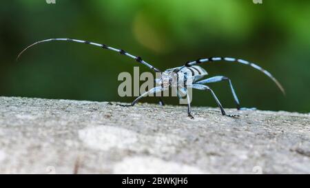 Rosalia longicorn (Rosalia alpina), seduta su una pietra, vista frontale, Germania Foto Stock