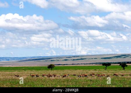 La gazzella di Thomson (Gazella thomsoni, Eudorcas thomsoni), mandria di savana, Kenya, Masai Mara National Park Foto Stock