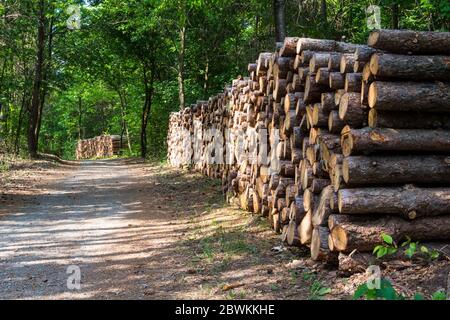 Pile di legno di pino scozzese (Pinus sylvestris) sul lato della strada forestale, Sopron, Ungheria Foto Stock