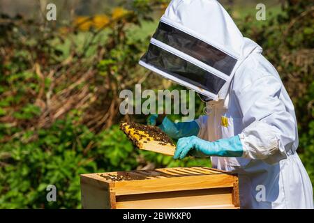 ispezione alveare delle api Foto Stock