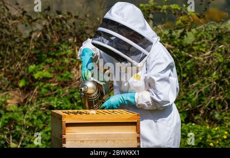 ispezione alveare delle api Foto Stock