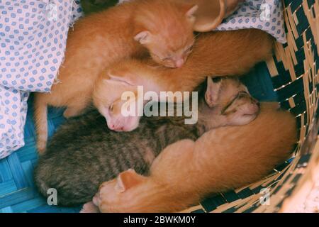 Vista dall'alto gruppo di cuccioli neonati dormono insieme in un cestino, quattro animali carini con piuma grigia e arancione così bella Foto Stock