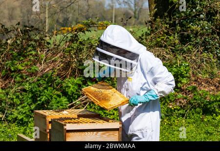 ispezione alveare delle api Foto Stock