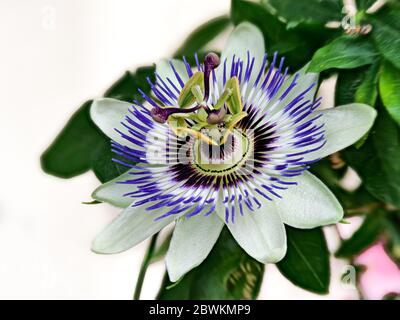 Passionflower blu, Passiflora Caerulea, casa è l'Argentina settentrionale e il Brasile meridionale. Foto Stock