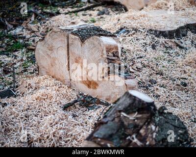 Parti di un tronco di albero segato, non smistato con un sacco di segatura. Foto Stock