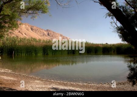 Ein Feshkha (arabo: عين فشخة‎; ebraico: עינות צוקים‎, Einot Tzukim Foto Stock