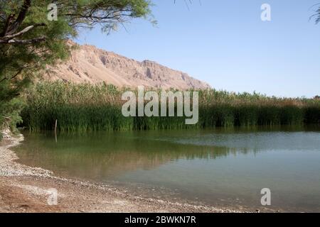 Ein Feshkha (arabo: عين فشخة‎; ebraico: עינות צוקים‎, Einot Tzukim Foto Stock