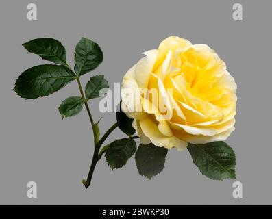 Fiore singolo e foglie della rosa inglese David Austin, Rosa ;Graham Thomas' su sfondo grigio Foto Stock