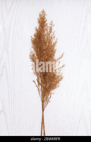 Mazzo di canne su sfondo bianco di legno. Foto Stock