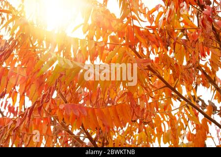 Taglio foglia staghorn sumac in autunno. Foto Stock