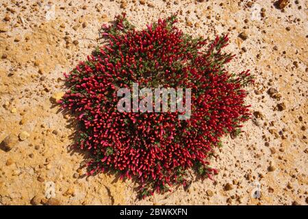 Fiori selvatici australiani: Cerotto geometrico rotondo di lechenaultia tuberiflora con fiori rossi, in ghiaia e sabbia, Australia occidentale, vista dall'alto Foto Stock