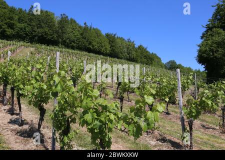 Denbies Wine Estate, Dorking, Surrey Hills, North Downs, Inghilterra, Gran Bretagna, Regno Unito, Gran Bretagna, Europa Foto Stock