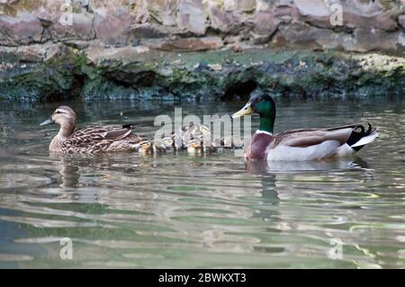 Famiglia di anatre Mallard, maschio, femmina e anatroccoli, al canale River Walk di San Antonio, Texas, USA Foto Stock