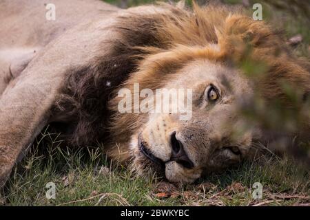 Un grande leone maschio, Panthera leo, che riposa. Foto Stock