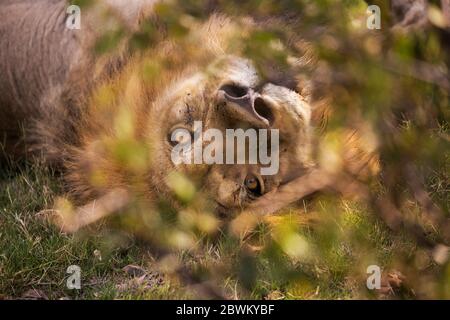 Un grande leone maschio, Panthera leo, che riposa. Foto Stock