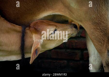 Mucca che mangia latte da sua madre. Messa a fuoco selettiva. Profondità di campo poco profonda. Sfocatura dello sfondo. Foto Stock