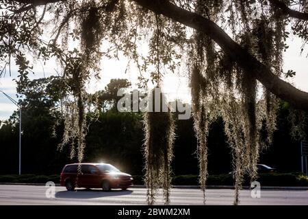 Traffico su un'autostrada vista attraverso muschio spagnolo nella zona di Pelican Beach di Napoli, Florida. Foto Stock