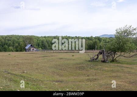 povero vecchio cottage con stalla, vicino ad un vecchio albero rotto. Paesaggio agricolo in estate. Concetto di declino, negligenza Foto Stock