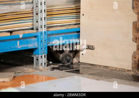 il cane cucciolo dismesso e abbandonato sembra triste e infelice in un rifugio. Foto Stock