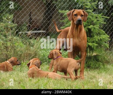 Incredibile ridgeback rhodesiano con cuccioli nel giardino Foto Stock