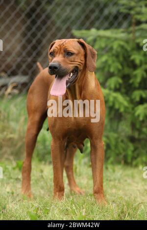 Incredibile ridgeback rhodesiano in piedi nel giardino Foto Stock